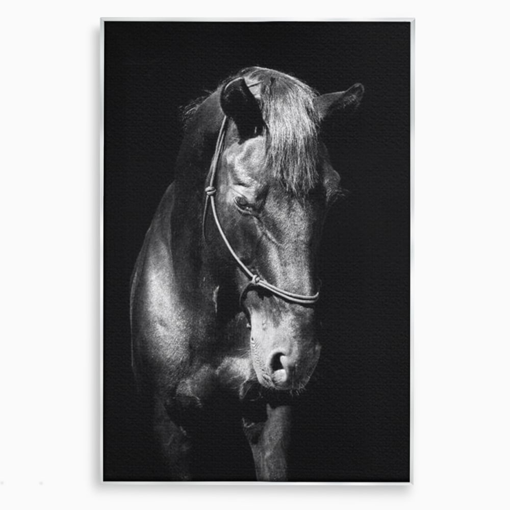 Tablou canvas cu tablou canvas cu un cal negru, in rama de aluminiu argintiu